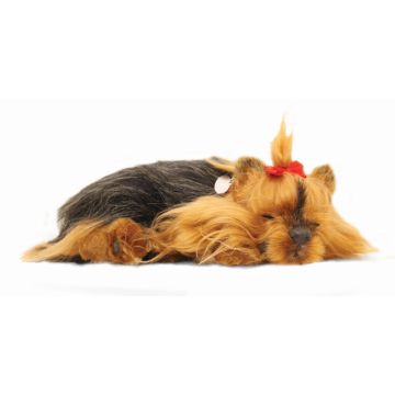 Yorkshire Terrier Therapy Pet