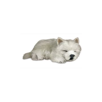 West Highland Terrier Therapy Pet