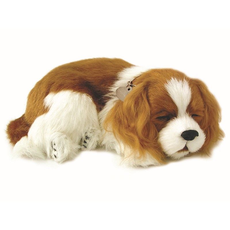 Spaniel\u0020Therapy\u0020Pet